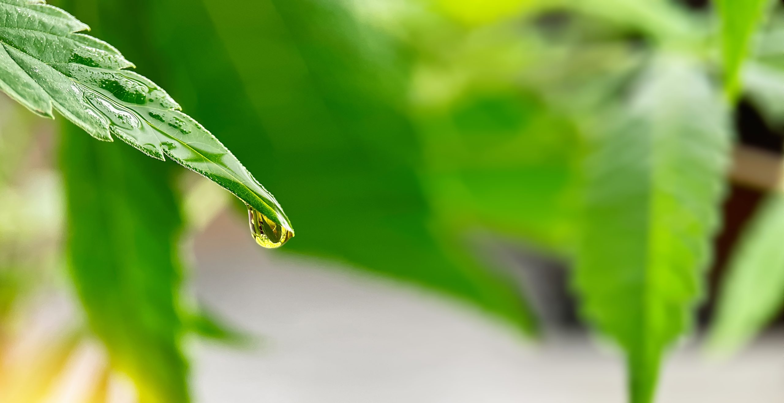 Close-up of hemp plant with CBD oil dripping off leaf.