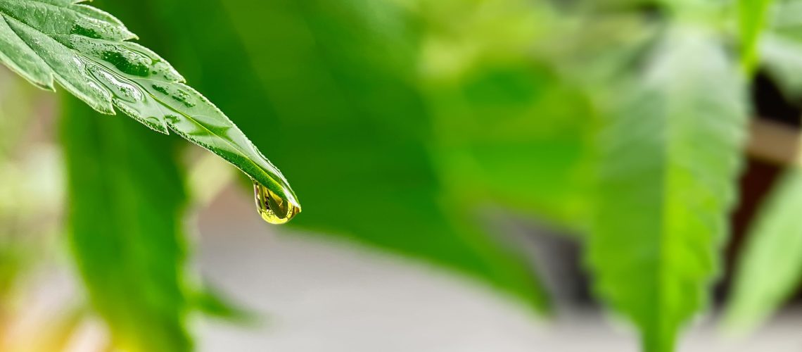 Close-up of hemp plant with CBD oil dripping off leaf.